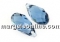 Swarovski, briolette pendant, aquamarine, 13mm - x1