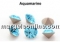 Preciosa chaton PP14, jet, 2mm - x40